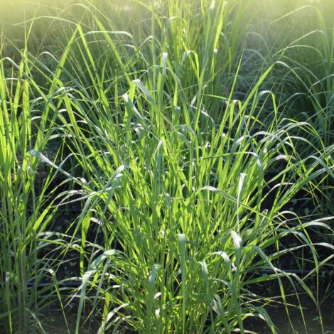 Panic érigé Northwind' - Panicum virgatum Northwind' pot 3L