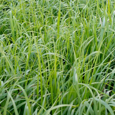 Panic érigé Northwind' - Panicum virgatum Northwind' pot 7,5L