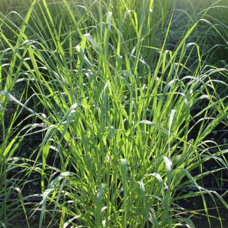 Panic érigé - Panicum virgatum godet 9cm
