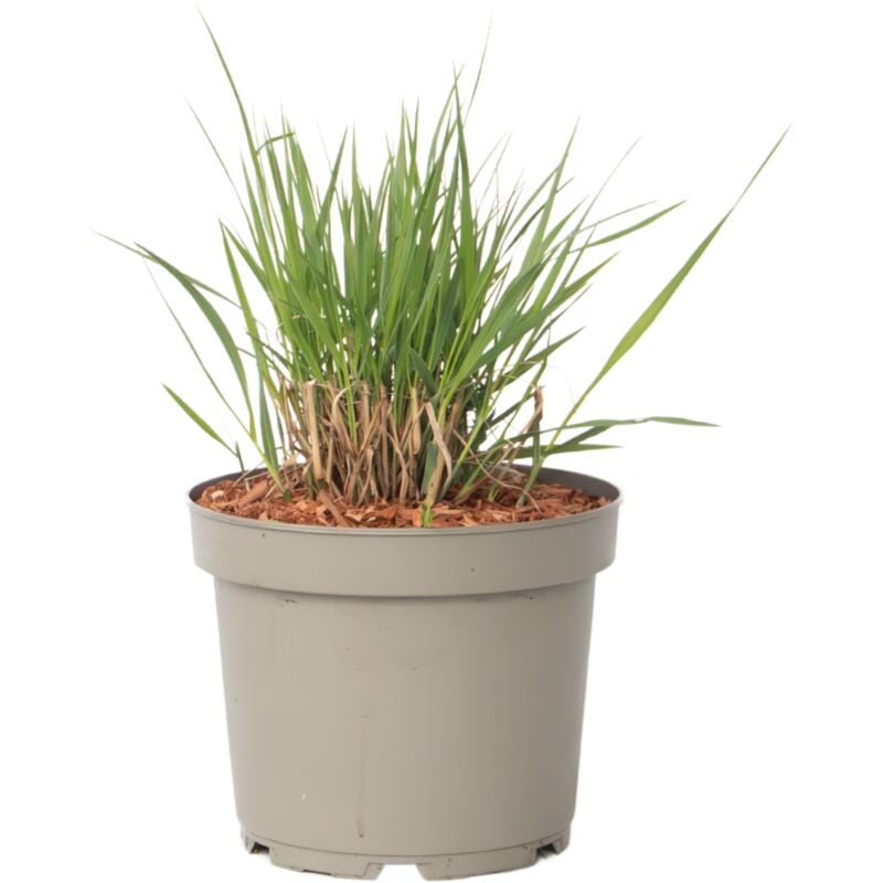 Panic érigé - Panicum virgatum 'Heavy Metal' - Hauteur 40-60cm - ⌀23cm