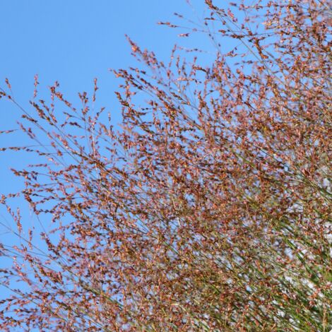 Panic érigé Rehbraun' - Panicum virgatum Rehbraun' pot 3L