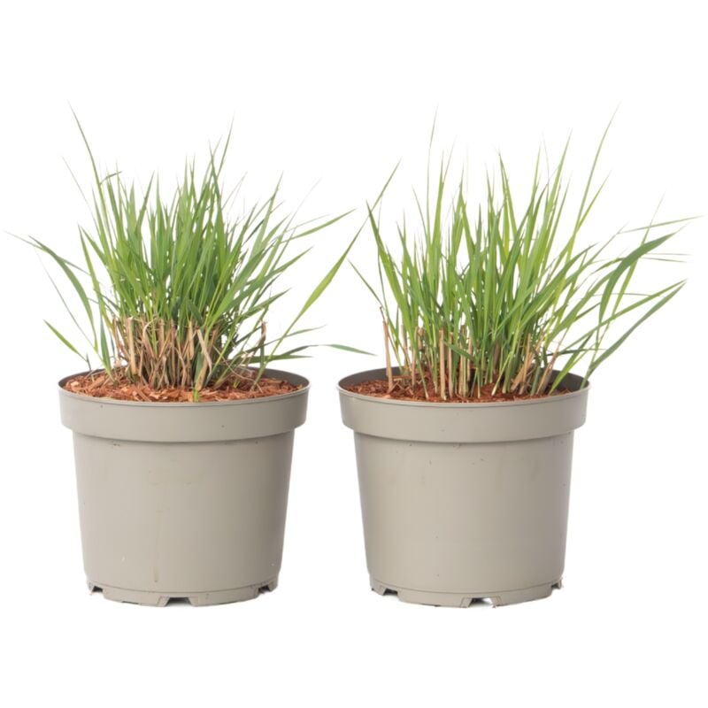 Plant In A Box - Panic érigé - Set de 2 - Panicum virgatum 'Heavy Metal' - H40-60cm - ⌀23cm