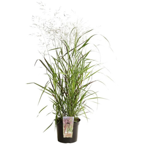 Panic érigé Squaw' - Panicum virgatum Squaw' pot 7,5L