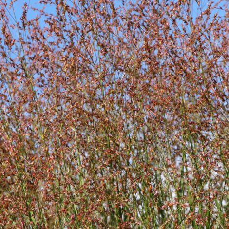 Panic érigé Warrior' - Panicum virgatum Warrior' pot 3L