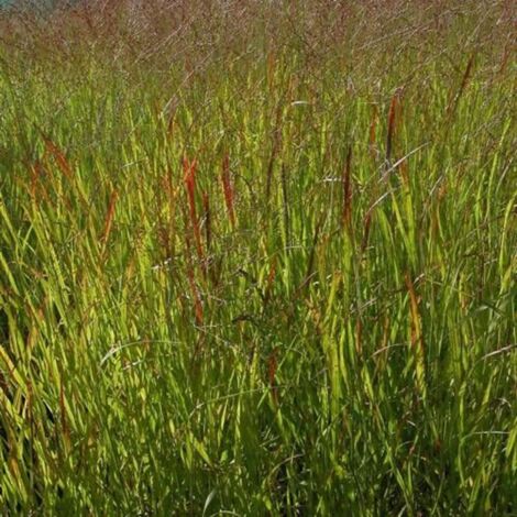 Panic virgatum Rehbraun | Pot de 1,5L - 10/20 cm
