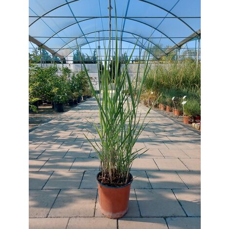 Panicum