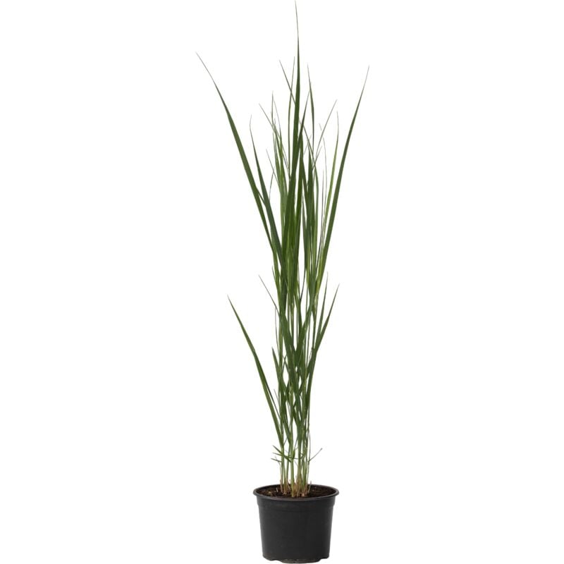 Plant In A Box - Panic érigé - Panicum virgatum 'Northwind' - Hauteur 40-60cm - ⌀23cm