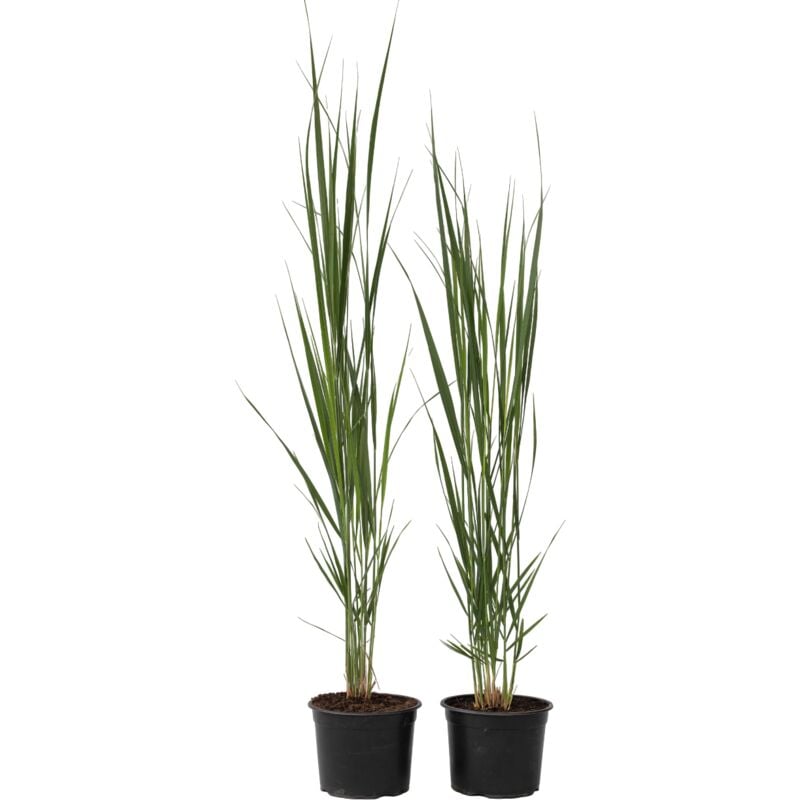 Panic érigé - Set de 2 - Panicum virgatum 'Northwind' - Hauteur 40-60cm - ⌀23cm