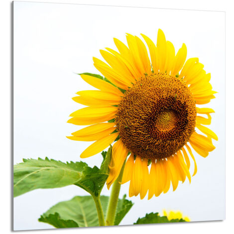 PANNEAU DE VERRE POUR CUISINE 60x65 Fleur