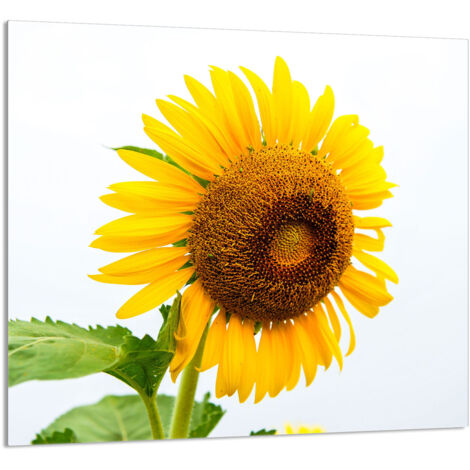PANNEAU DE VERRE POUR CUISINE 65x60 Fleur