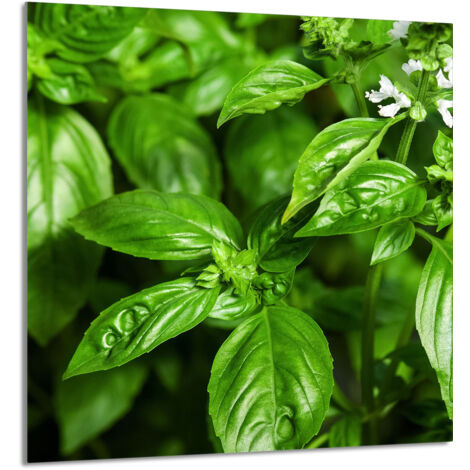 PANNELLO IN VETRO PER CUCINA 60x65 Basilico