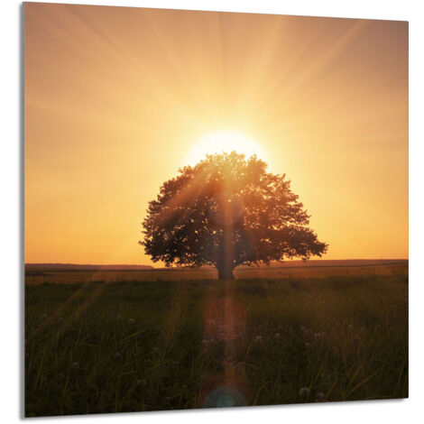 PANNELLO IN VETRO PER CUCINA 60x65 Tree