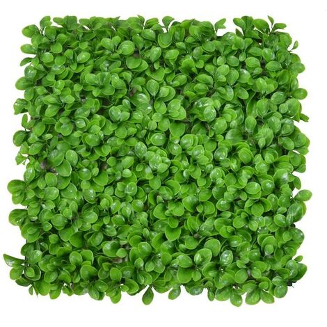 Pannello peperomia cm50x50h0,5