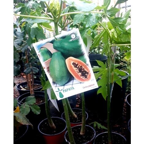 Papaya , Carica Papaya. Altura Aprox. 60 Cm