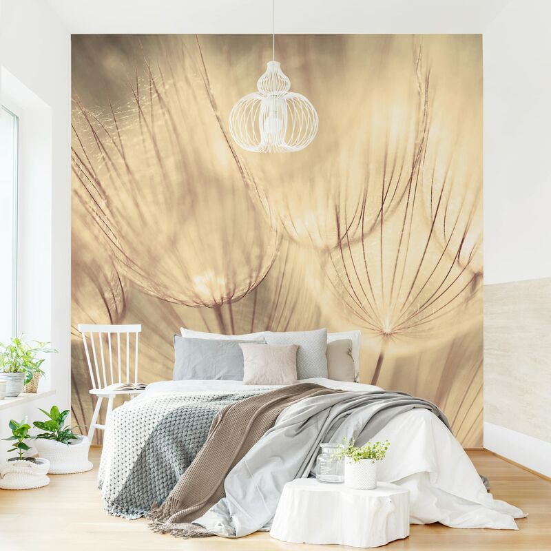 

Papel pintado adhesivo - Dandelions Close-Up In Sepia Tones Homely - Mural cuadrado Dimensión LxA: 288cm x 288cm