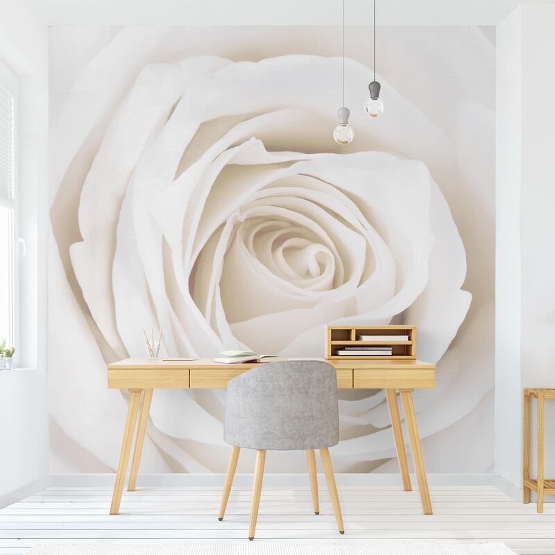 

Papel pintado adhesivo - Pretty White Rose - Mural cuadrado Dimensión LxA: 336cm x 336cm
