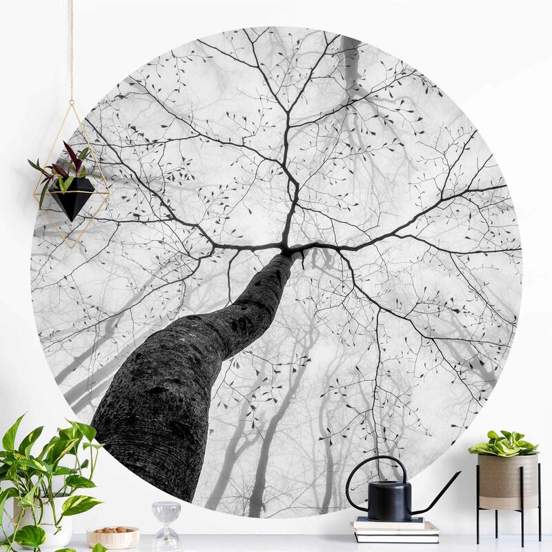 

Bilderwelten - Papel pintado redondo autoadhesivo - Treetops In The Sky Dimensión LxA: 175cm x 175cm Material: Vellón autoadhesivo