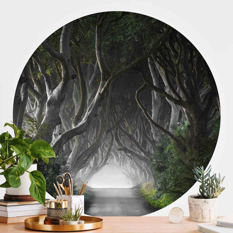 

Papel pintado redondo autoadhesivo - Forest In Northern Ireland Dimensión LxA: 122cm x 122cm