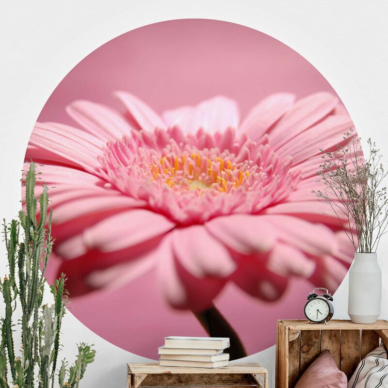 

Papel pintado redondo autoadhesivo - Pink Gerbera Dimensión LxA: 122cm x 122cm