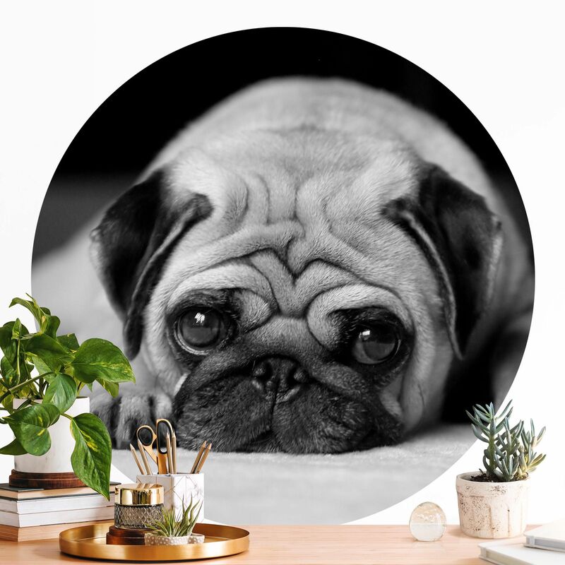 

Papel pintado redondo autoadhesivo - Pug Loves You II Dimensión LxA: 100cm x 100cm