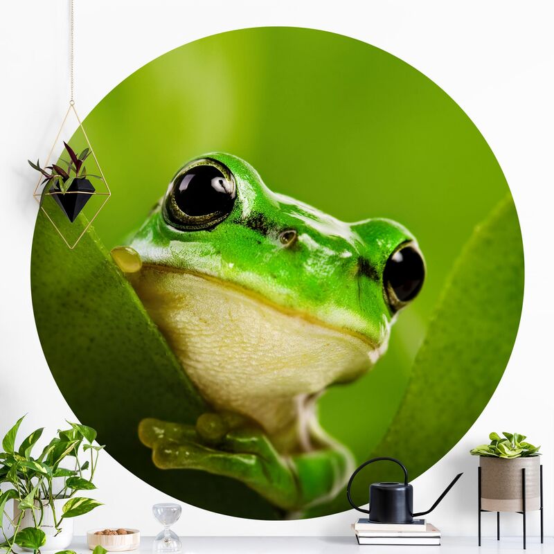 

Papel pintado redondo autoadhesivo - Frog Dimensión LxA: 50cm x 50cm