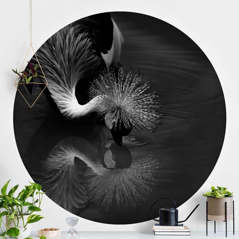 

Papel pintado redondo autoadhesivo - Crowned Crane Bow Black And White Dimensión LxA: 244cm x 244cm