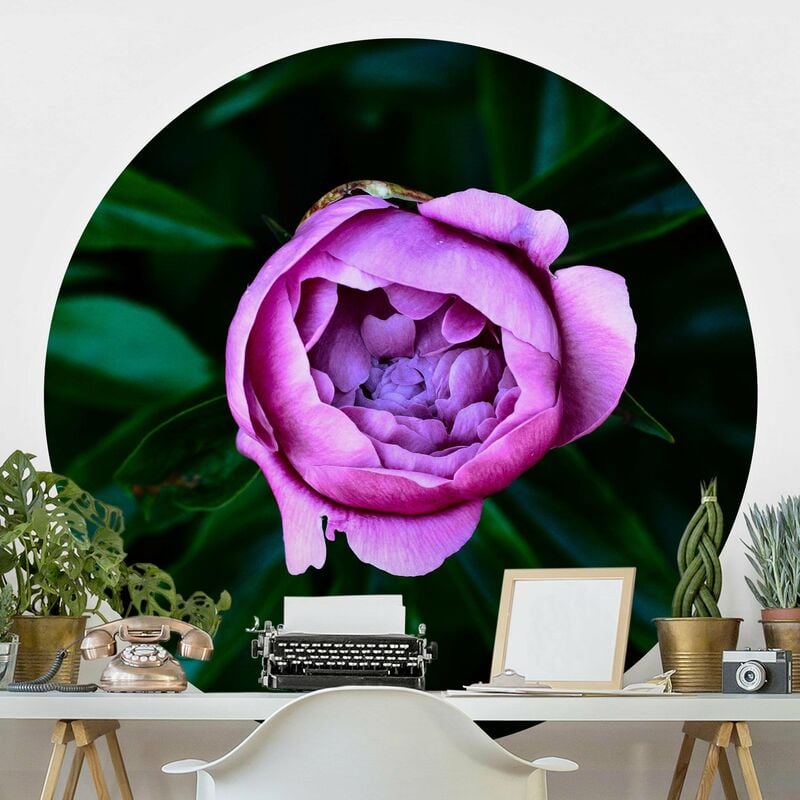

Papel pintado redondo autoadhesivo - Purple Peonies Bloom In Front Of Leaves Dimensión LxA: 244cm x 244cm