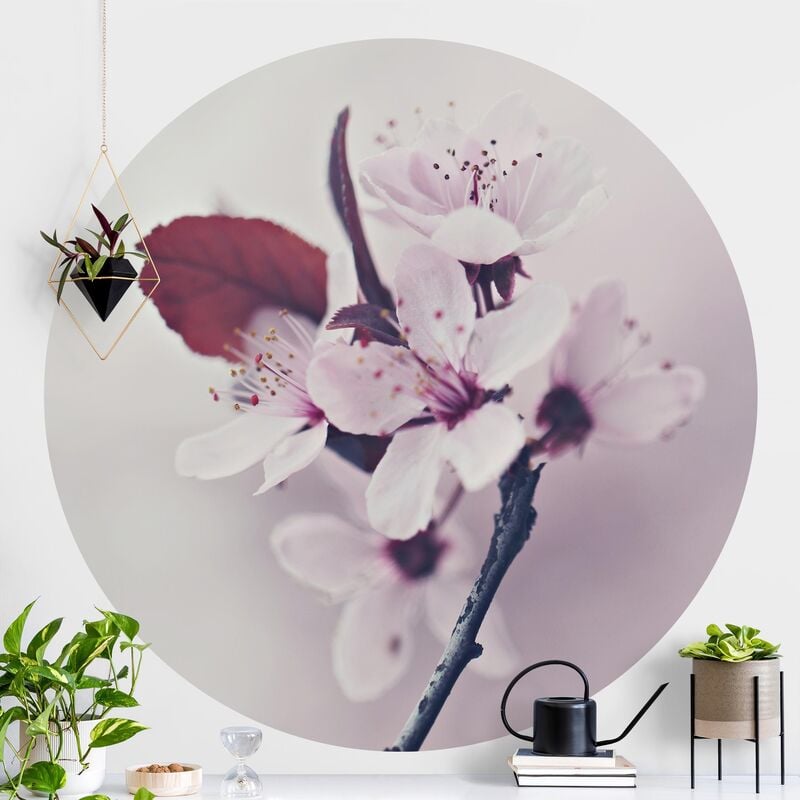 

Papel pintado redondo autoadhesivo - Cherry Blossom Branch Antique Pink Dimensión LxA: 244cm x 244cm