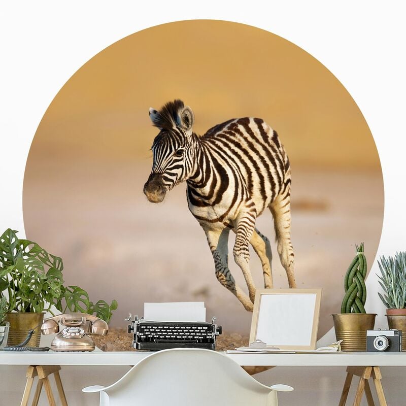 

Papel pintado redondo autoadhesivo - Zebra Foal Dimensión LxA: 244cm x 244cm