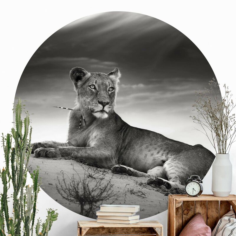 

Papel pintado redondo autoadhesivo - Resting Lion Dimensión LxA: 244cm x 244cm