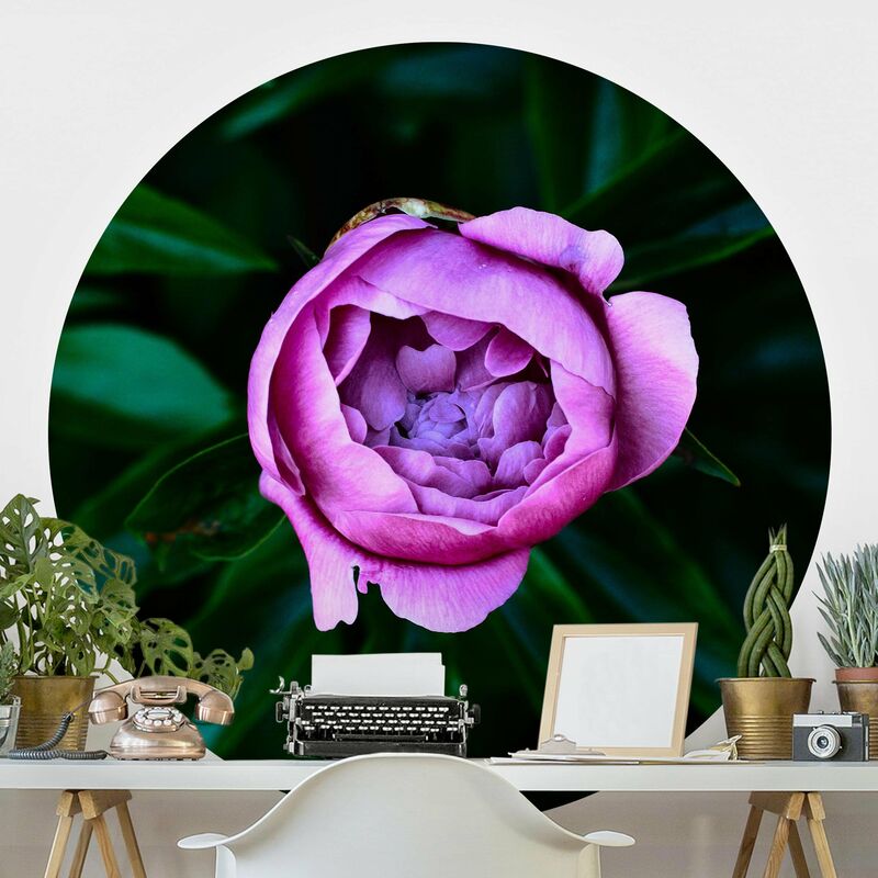 

Papel pintado redondo autoadhesivo - Purple Peonies Bloom In Front Of Leaves Dimensión LxA: 200cm x 200cm