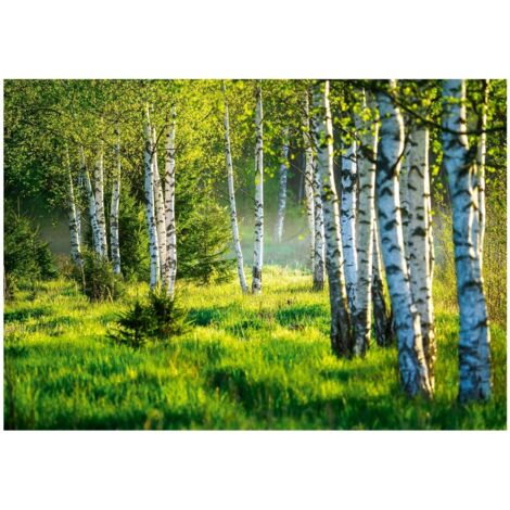 Papier peint 3D bouleau, décoration murale multicolore pour salle de bain ou salon – 250 x 175 cm Wallarena
