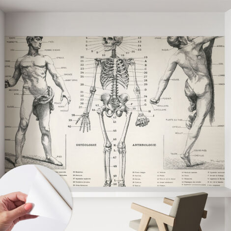 Papier peint adhésif avec colle pour décoration moderne de salon chambre à coucher cuisine et bureau Facile Anatomie classique 152x104 cm