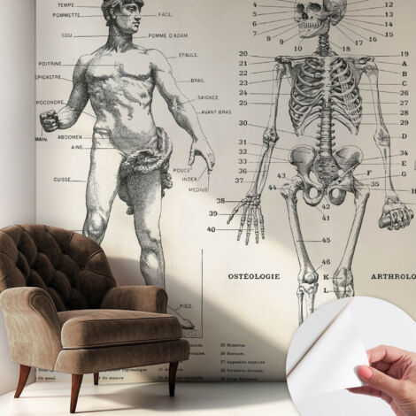Papier peint adhésif avec colle pour décoration moderne de salon chambre à coucher cuisine et bureau Facile Anatomie classique 250x250 cm