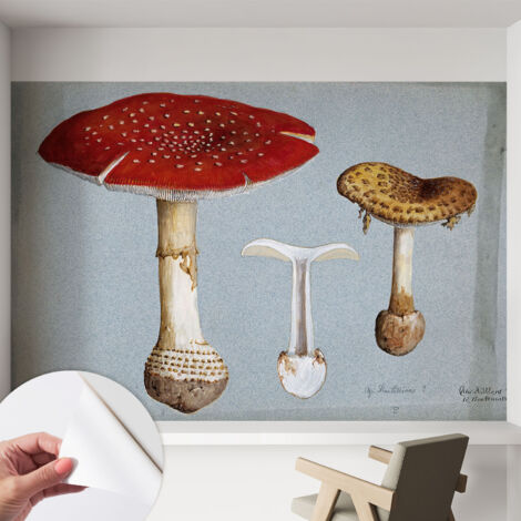 Papier peint autocollant adhésif avec imprimé motifs uniques apparence moderne Gravures de champignons 152x104 cm