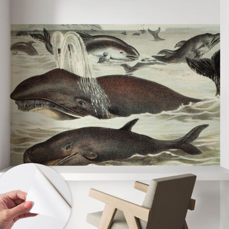 Papier peint autocollant avec imprimé pour décoration intérieure pour rénovation a motif Créatures marines 104x70 cm