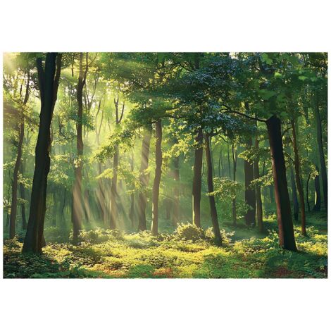 Papier peint avec motif forêt et soleil UV décoration murale – 250 x 175 cm Wallarena