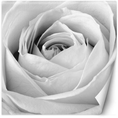 Papier peint Fleurs de rose blanche 250x250