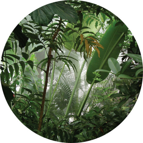 Papier peint intissé auto-adhésif rond  Thème Jungle - 70 x 70 cm