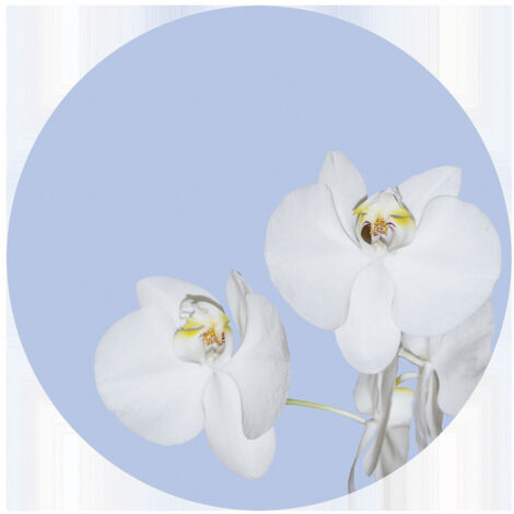 Papier peint intissé auto-adhésif rond  Thème Orchidée sur du bleu - 70 x 70 cm