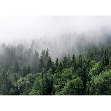 Papier peint Intissé Forêt de Sapins dans le brouillard - 375 x 270 cm