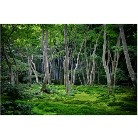 Papier peint intissé - Japanese Forest - Mural Large