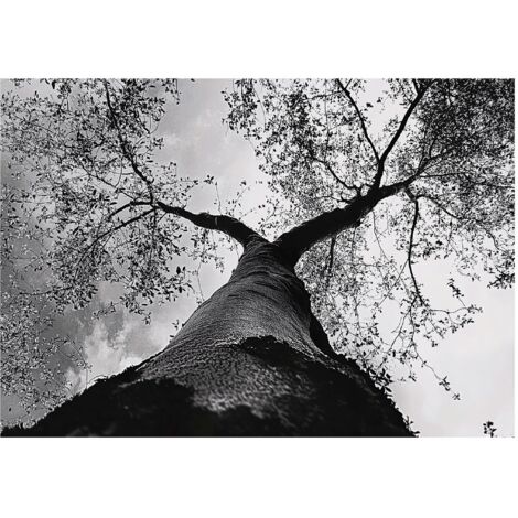 Papier peint intissé noir et blanc avec motif arbre, décoration pour salon, salle de bain, chambre à coucher – 150 x 105 cm Wallarena