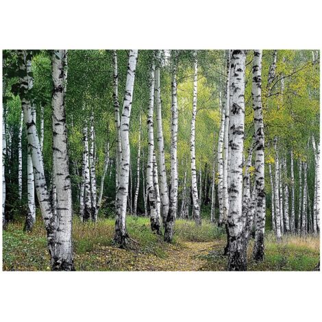Papier peint mural 3D forêt bouleaux arbres intissé grand format design intérieur salon chambre pas cher 150x105 cm
