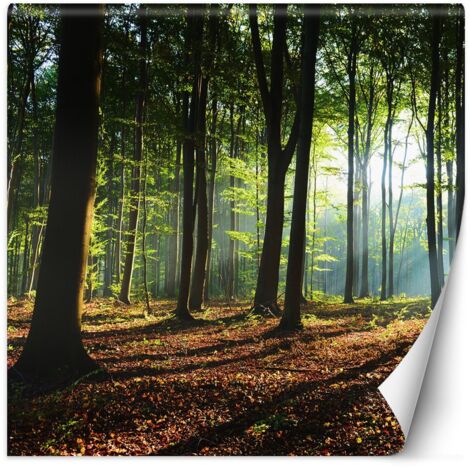 Papier peint mural, arbres forestiers rayons du soleil nature - 200x200
