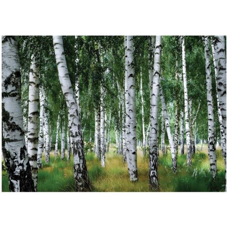 Papier peint mural forêt bouleaux arbres nature intissé grand format design intérieur salon chambre pas cher 150x105 cm