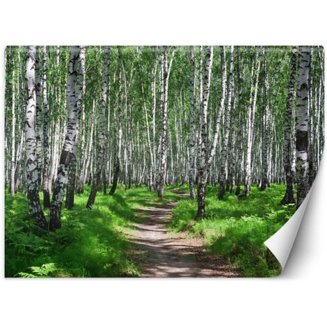 Papier peint mural, Forêt de bouleaux - 100x70