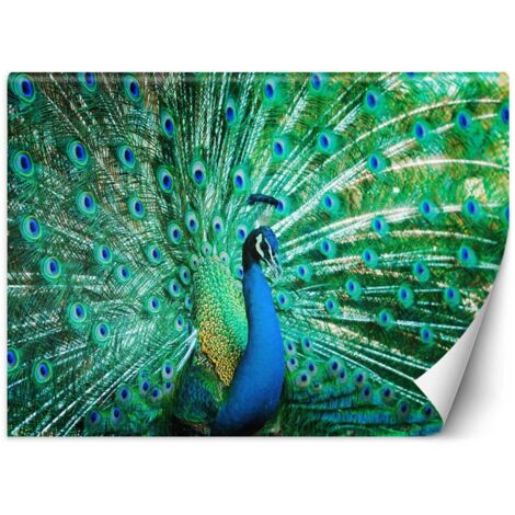 Papier peint mural, Paon coloré - 100x70