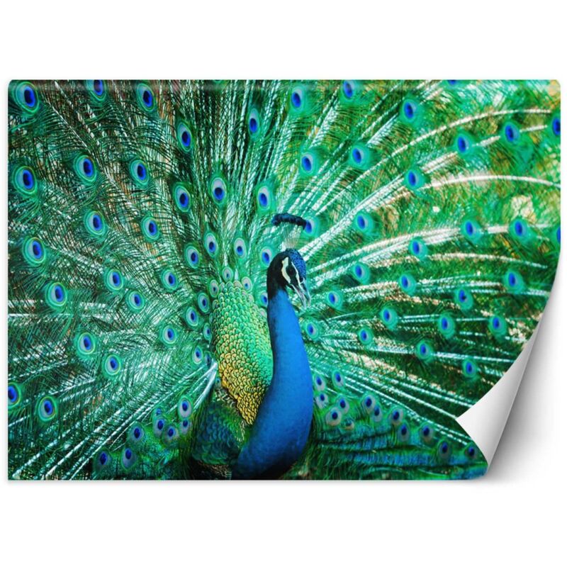 Papier peint mural, Paon coloré - 250x175