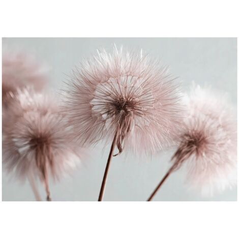 Papier peint mural pissenlits boho rose nature intissé grand format design intérieur salon chambre pas cher 150x105 cm